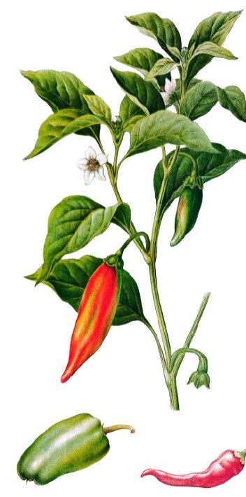 Piment des jardins